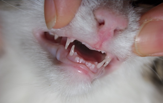 Причины выпадения зубов у котят: паталогия и норма. У котёнка выпал зуб: что делать, норма это или болезнь