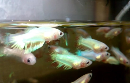 Рыбки-петушки: размножение. Каким образом осуществляется размножение рыбок-петушков и выкармливание их мальков