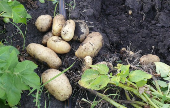 Картофель сорта «Импала»: характеристика и достоинства, фото. Особенности выращивания сортового картофеля «Импала»