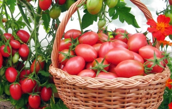 Томат «Чио Чио Сан»: характеристика, фото, особенности, достоинства и недостатки. Как выращивать томаты сорта «Чио Чио Сан»