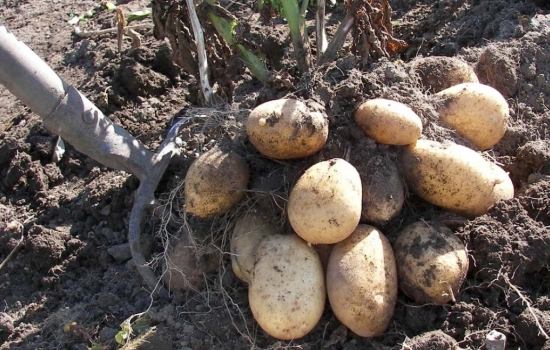 Сорта белорусского картофеля: преимущества, характеристика, фото. Тонкости посадки белорусских сортов картофеля