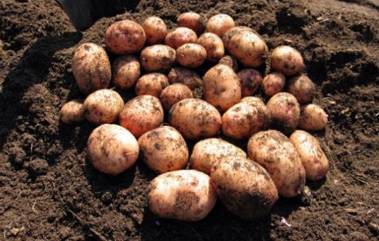 Картофель «Аврора»: описание сорта, достоинства и недостатки. Как получить высокий урожай картофеля «Аврора»