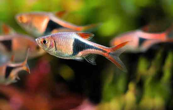 К чему снятся аквариумные рыбки, дерущиеся рыбки? Основные толкования разных сонников - к чему снятся аквариумные рыбки