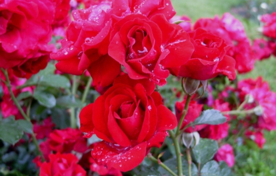 Розы Кордеса: 10 лучших сортов. Описание, характеристики, фото лучших сортов и особенности выращивания роз Кордеса