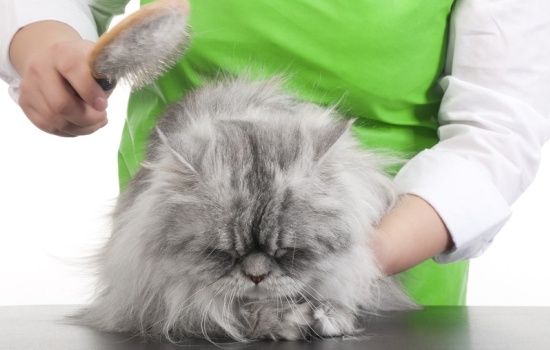 Колтуны у кошки: причины, как от них избавиться. Профилактика появления колтунов у кошек с длинной шерстью