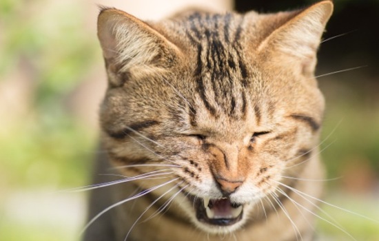 Почему кошка чихает: необходимо ли лечение? Как помочь кошке, которая чихает от простуды, аллергии или по другой причине