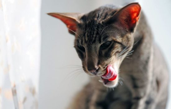 Почему кошка похудела, что делать? Возможные причины похудения у кошек и сопутствующие симптомы