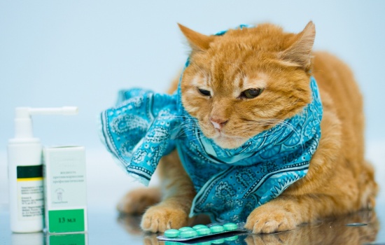 Насморк у кошек – как и чем лечить? Симптомы, причины и последствия насморка у кошек: лекарства и народные средства