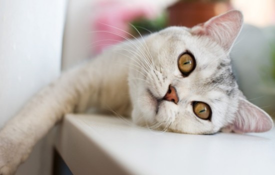 Отравление у кошек: причины и симптомы. Как спасти любимую кошку при отравлении бытовой химией или некачественной едой