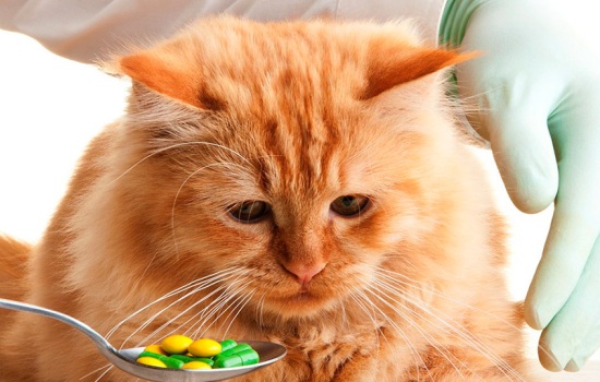 Паразиты у кошек: классификация и признаки. Эффективное избавление кошки от паразитов