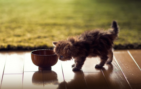 Причины, по которым кошка плохо ест. Что делать, если кошка плохо ест: методы, которые работают