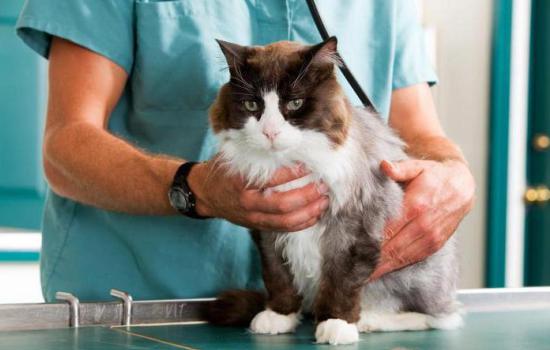 Перитонит у кошек: причины и пути заражения, первые симптомы. Лечение и профилактика перитонита у кошек