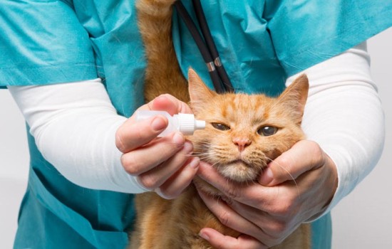 Конъюнктивит у кошки: причины и последствия. Что делать, если у кошки конъюнктивит и как его лечить, профилактика осложнений