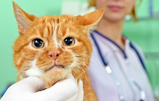 Микоплазмоз у кошек: что это такое, возбудители, причины возникновения. Как диагностировать и лечить микоплазмом у кошек?