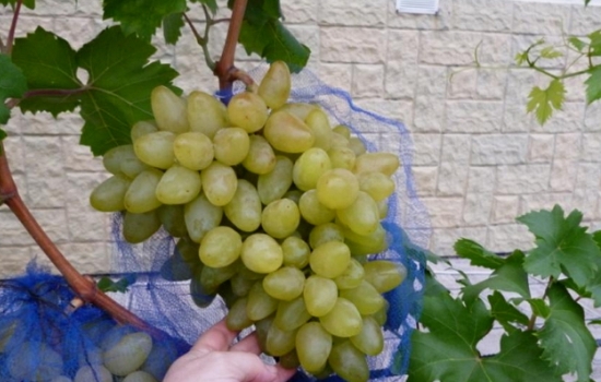 Чем примечателен виноград «Бажена»: описание сорта. Особенности посадки и размножение винограда «Бажена», уход за сортом