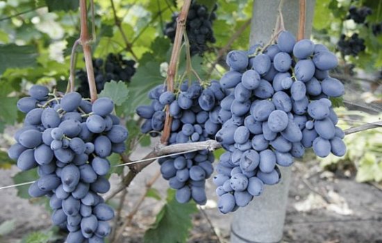 Выращивание винограда «Фуршетный»: описание. Достоинства и недостатки винограда «Фуршетный», особенности сорта