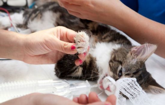 Лейкоз у кошек: симптомы, лечение, диагностика, профилактика. Опасен ли лейкоз у кошек для человека?