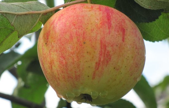 Характеристика яблони сорта «Орловское полосатое», фото, районы выращивания. Уход за «Орловским полосатым», правильная обрезка