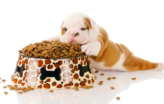 Можно ли кормить щенка сухим кормом: учитываем возраст, вес и активность. Сколько сухого корма в сутки нужно щенку?