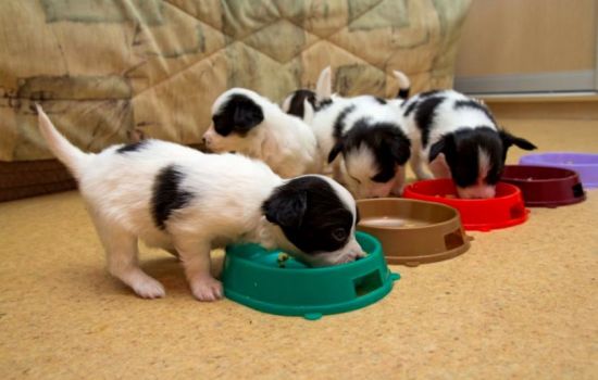 Какие каши давать щенкам? Залог правильного питания: какие натуральные продукты разрешено давать щенкам и добавлять в каши