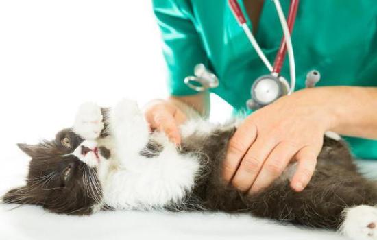 Опухоль молочной железы у кошек – как определить по симптомам? Что делать хозяину и как вылечить кошку при опухоли молочной железы?