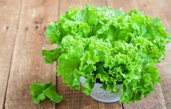Листовой салат: польза для женщин и мужчин, возможный вред. В чем состоит польза салата и как избежать вреда?