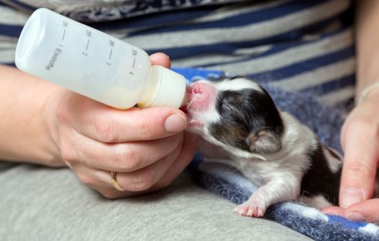 Можно ли давать щенкам молоко, творог, йогурт или сметану? Сколько молока можно дать щенку в разном возрасте