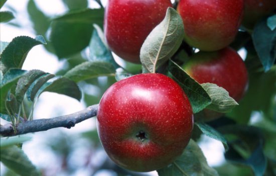 Какие сорта яблонь подходят для Урала: фото, описание и характеристики. Особенности зимостойких сортов яблонь на Урале