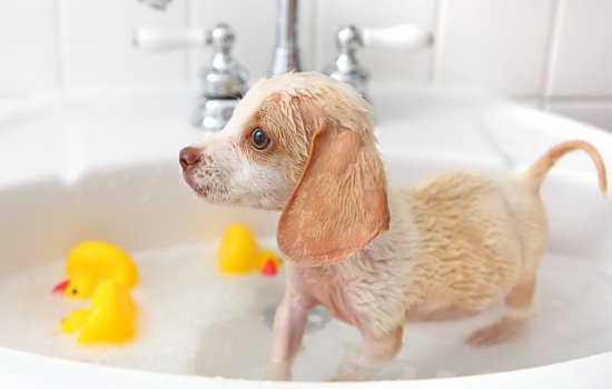 Водные процедуры: как правильно мыть щенка, чем и зачем. С какого возраста и как часто можно мыть щенка