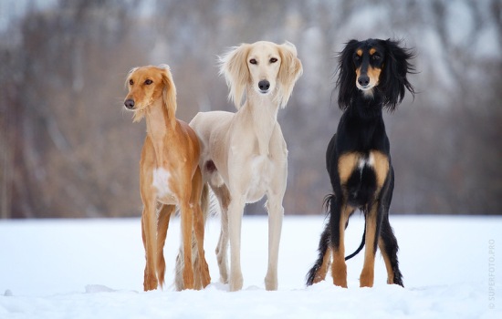 ТОП-10 самых редких собак в мире: необычные домашние питомцы. Характеристика и фото самых малочисленных и удивительных пород