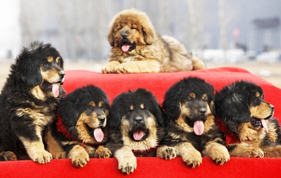 ТОП-10 самых дорогих собак в мире с фотографиями. Описание, качества характера и особенности, которыми обладают самые дорогие собаки в мире