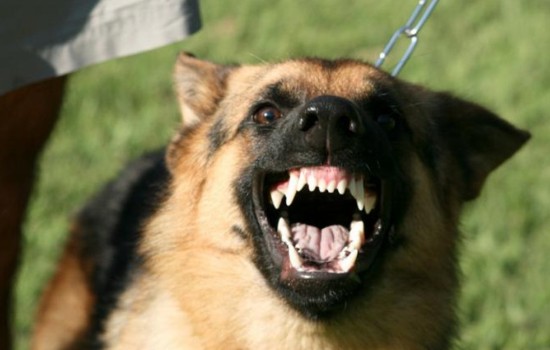 Внимание, ТОП 10 – самые опасные собаки. Собак какой породы надо опасаться больше, чем всех остальных?
