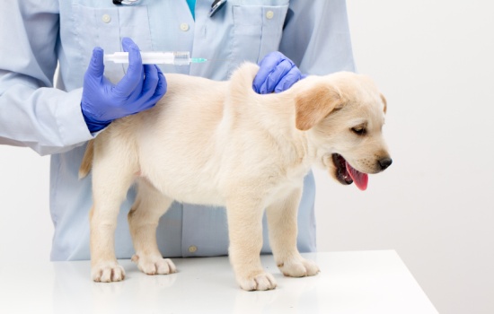 Как и когда вакцинировать собак от болезней, в каком возрасте делают прививки щенку. Какую прививку нужно сделать в первую очередь