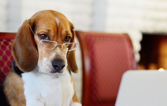 ТОП-10 самых умных собак. Собаки каких пород считаются самыми умными в мире