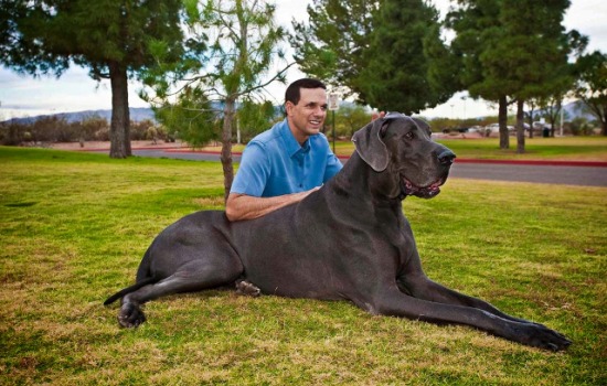 ТОП-10 самых больших собак в мире. Особенности и качества, которыми обладают самые большие собаки в мире.