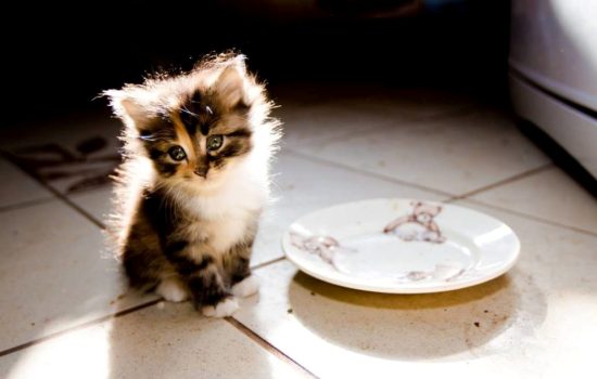 Чем кормить котенка в 4 месяца? Все, что нужно знать о кормлении котенка в 4 месяца
