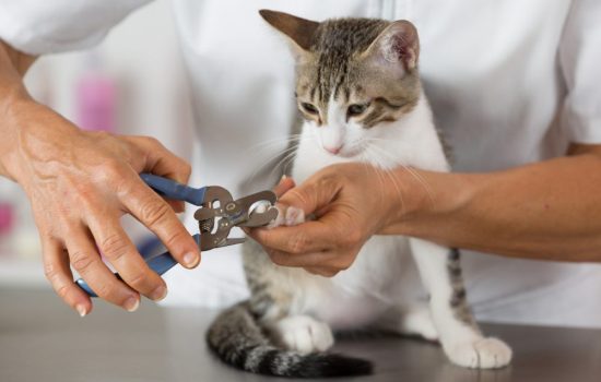 Как стричь когти кошке: эффективные советы для владельцев. Как просто и безболезненно стричь когти кошке.