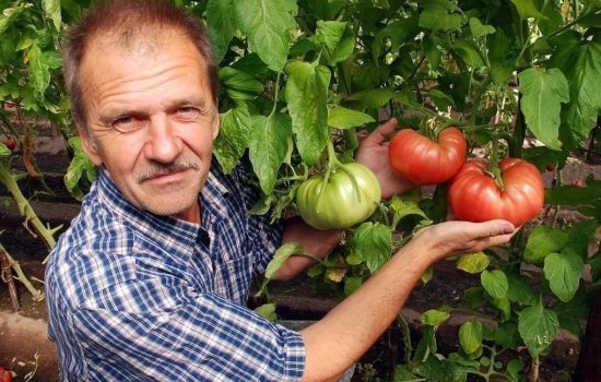 Лучшие сорта томатов для Сибири. Обзор лучших сортов томатов для Сибири при выращивании в открытом грунте или теплице