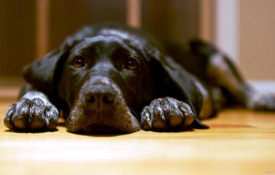 Панкреатит у собак: причины, клиническая картина и лечение. Профилактика панкреатита у собак