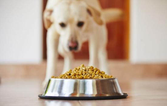 Можно ли собакам сухой корм – все за и против. Чем кормить собак, можно ли им давать сухой корм постоянно