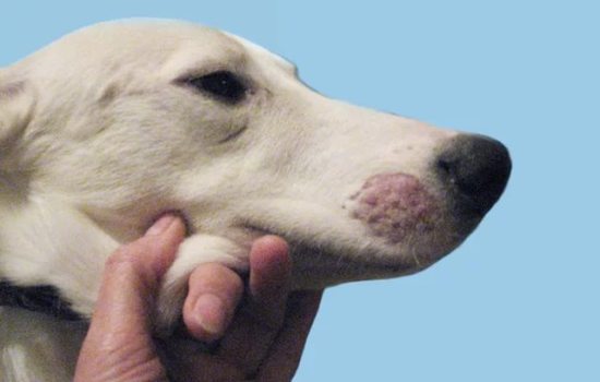 Как распознать грибок у собак, симптоматика заболевания. Чем опасен грибок у собак, способы лечения и профилактика