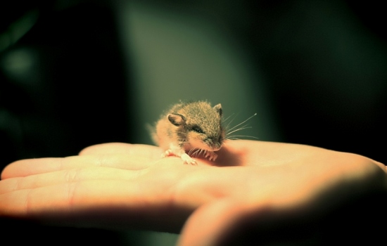 Укусы мышей: чем они опасны, симптомы развития заболеваний и меры их профилактики. Что делать, если ребёнка укусила дикая мышка?