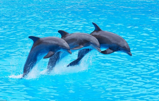 К чему снятся дельфины? Основные толкования разных сонников - к чему снится стая дельфинов или дельфин-одиночка