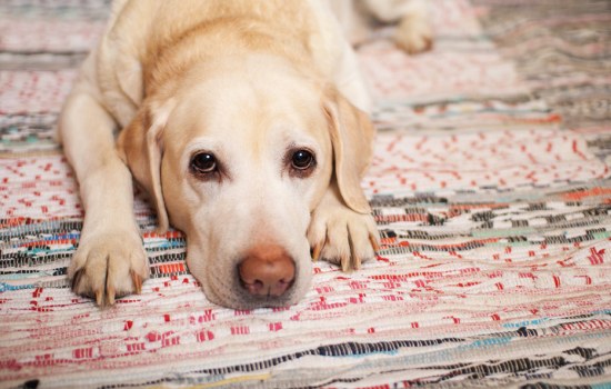 Как вовремя обнаружить симптомы подкожного клеща у собаки. Что из себя представляет демодекоз: признаки, причины появления, способы лечения