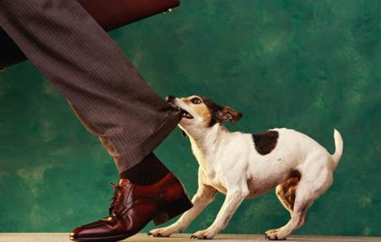 Что делать, если собака кусается? Как отучить щенка кусать за ноги и руки: способы дрессировки и профилактические меры
