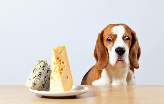 Можно ли собакам сыр? Сколько и какого сыра можно давать щенку без вреда