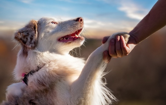 ТОП-10 самых верных собак - наши надёжные друзья! Самые преданные собаки: фото и описание пород