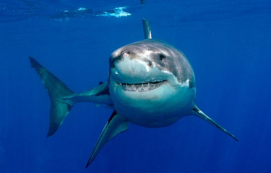 Польза акульего жира: уникальный состав. Кому противопоказано употреблять?