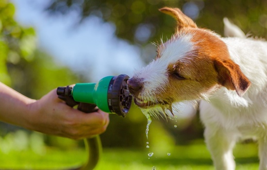 Что делать если собака много пьет воды? Как не пропустить симптомы цистита, гепатита, пироплазмоза, отравления или диабета у собак