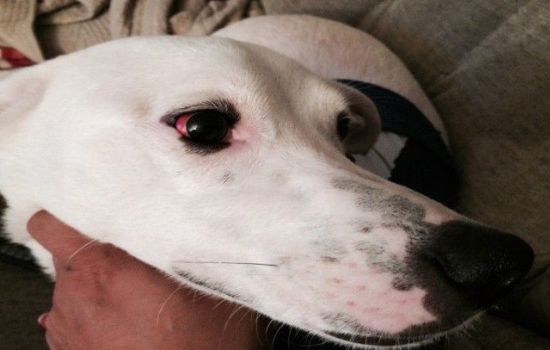Красные глаза у собаки – причины и последствия. Какие болезни могут спровоцировать покраснение глаз у четвероногих питомцев.